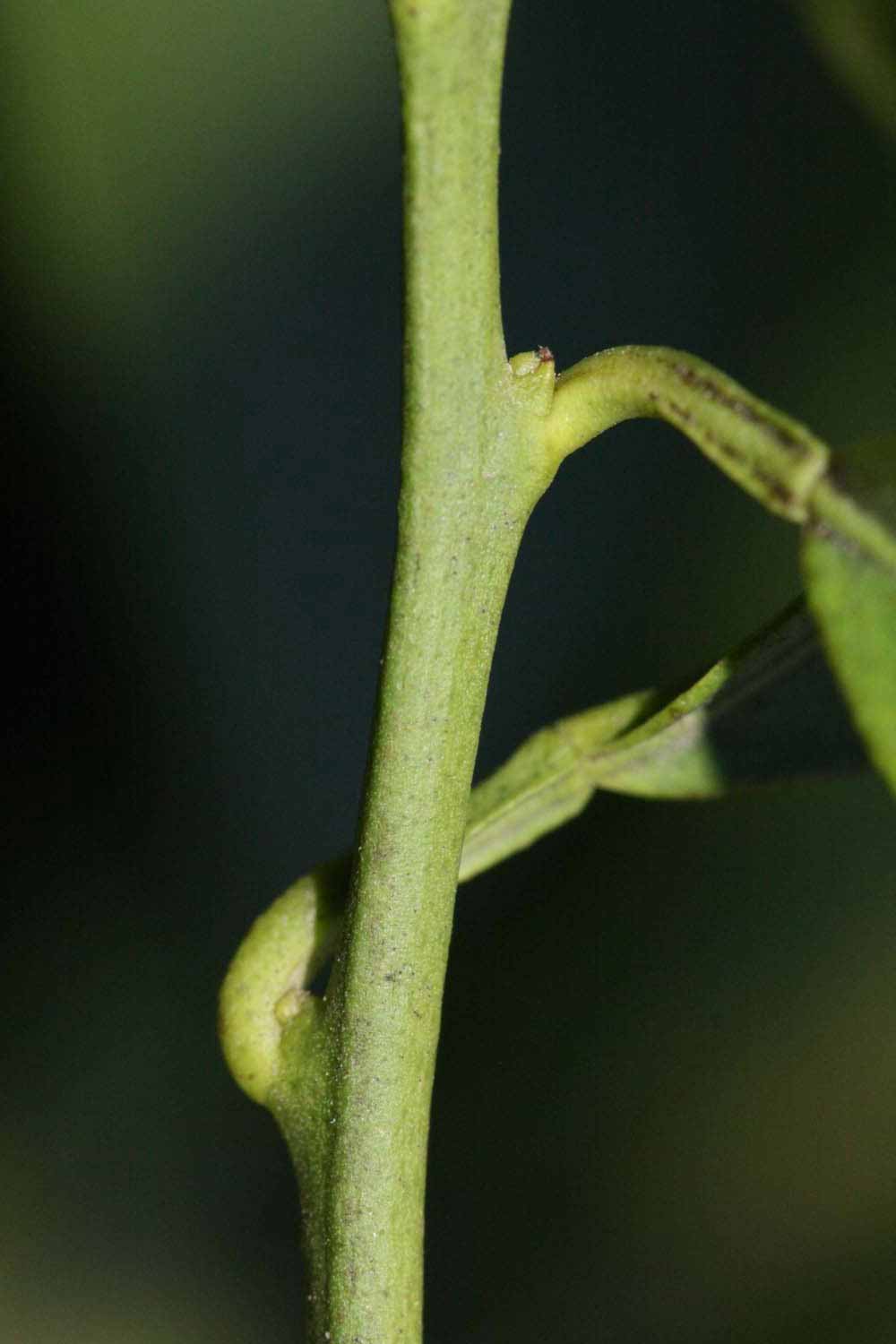            First year twig (Jaffa, Riverside, CA)   